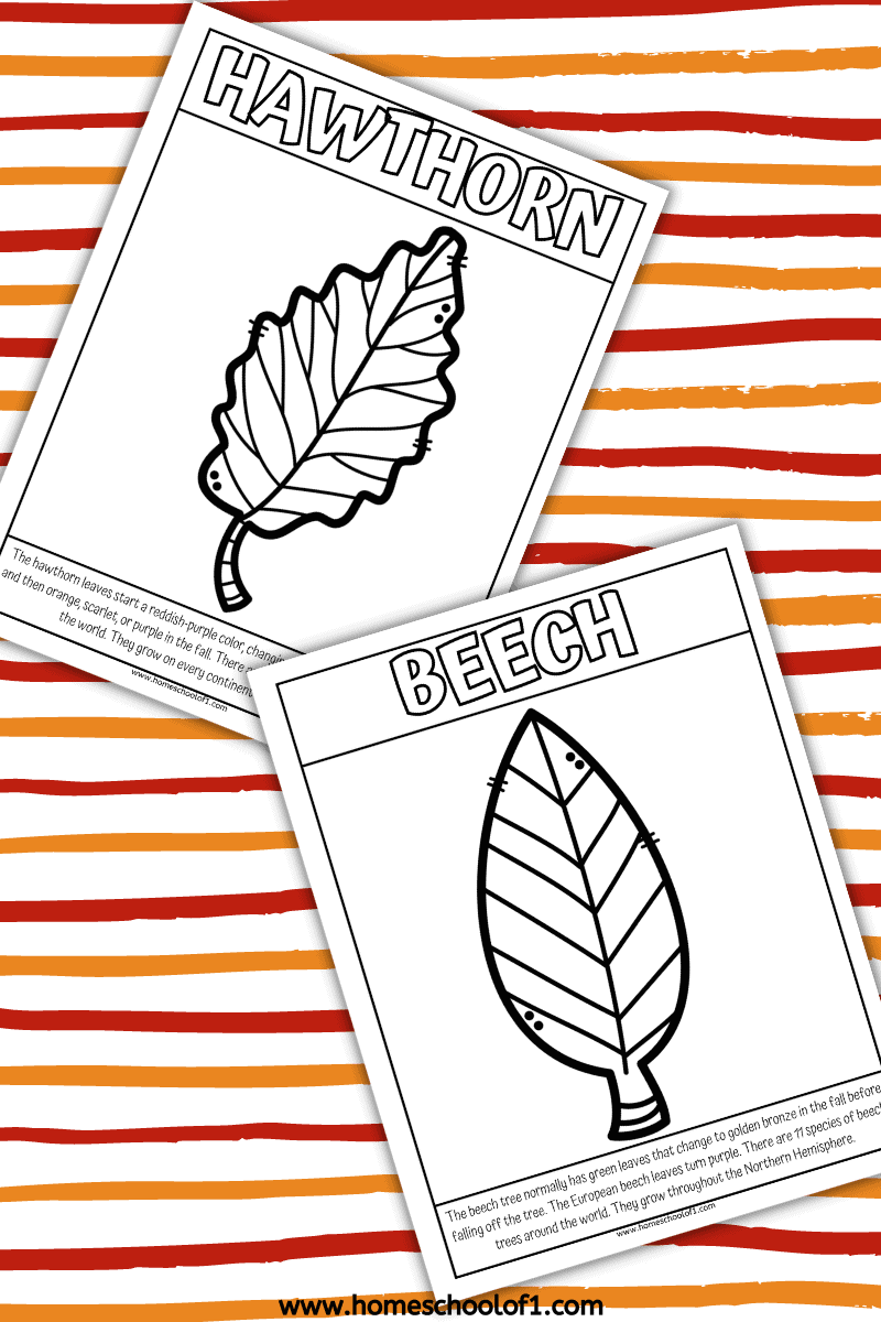 HAWTHORN AND BEECH