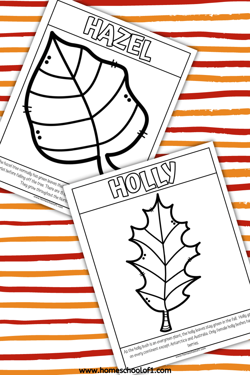 HAZEL AND HOLLY