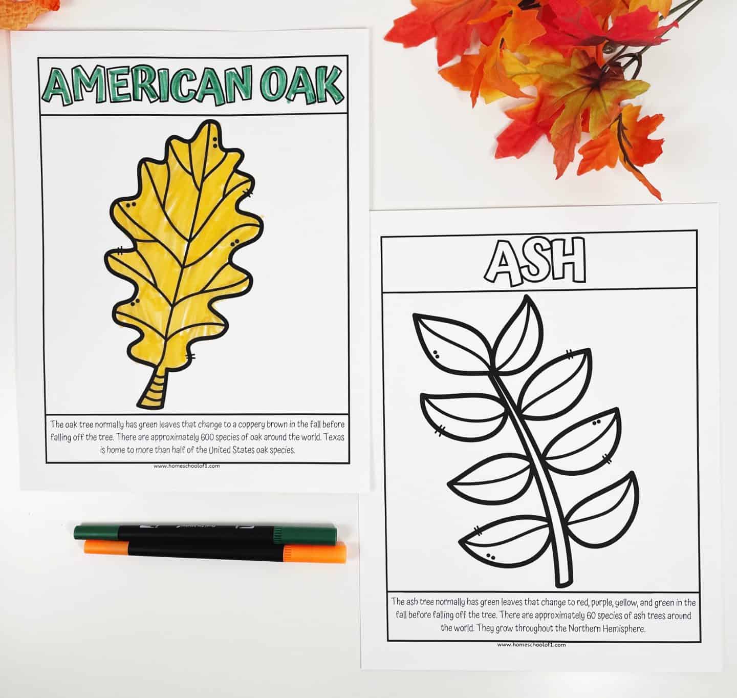 american oak and ash leaf coloring page