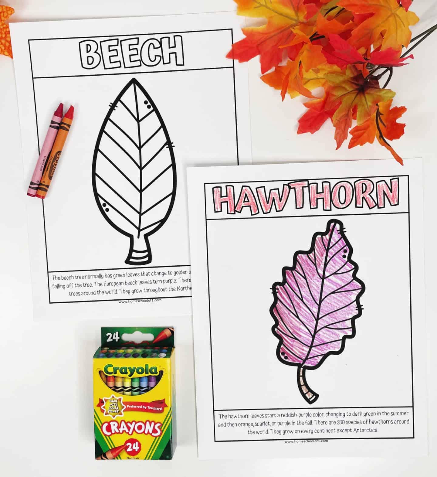 beech and hawthorn leaf coloring page