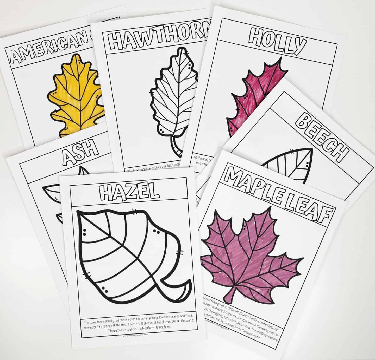 free leaf coloring pages