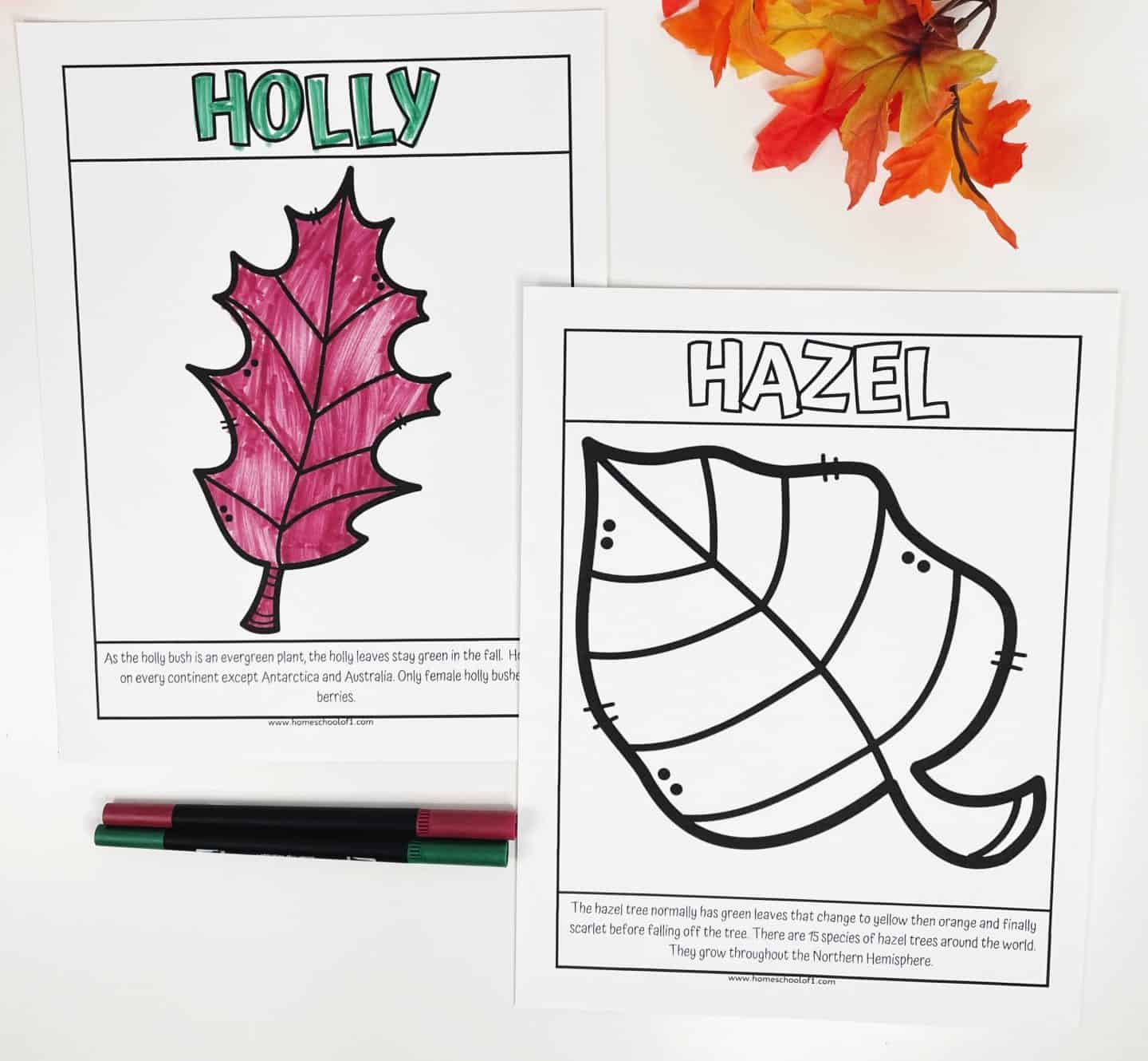 holly and hazel leaf coloring page