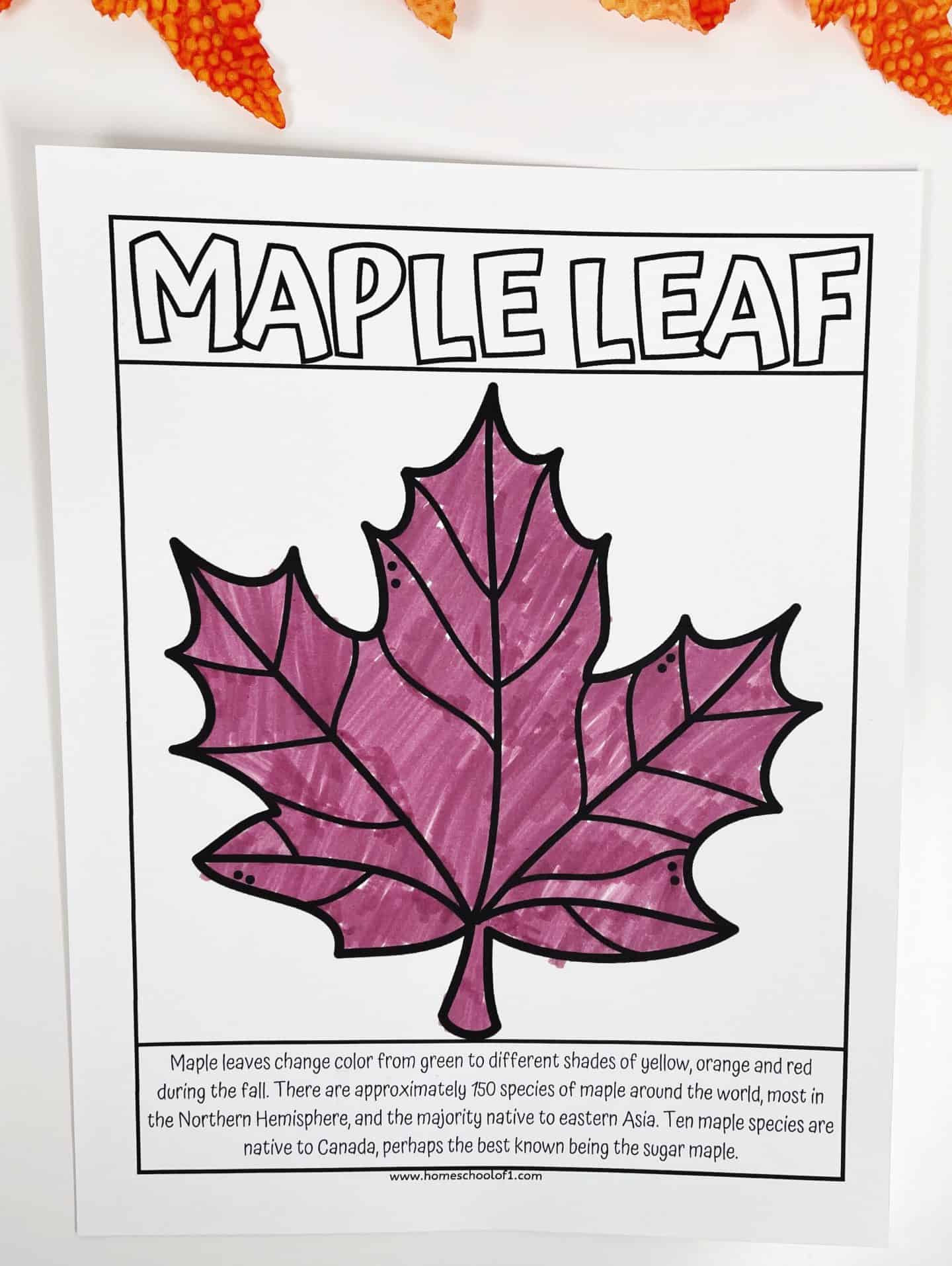maple leaf coloring worksheet