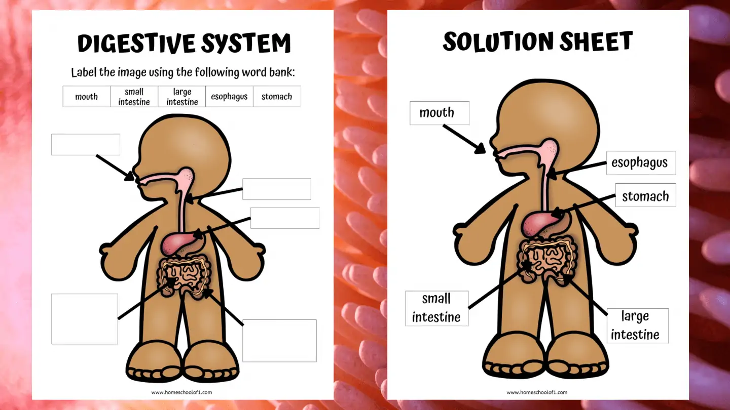 DIGESTIVE SYSTEM