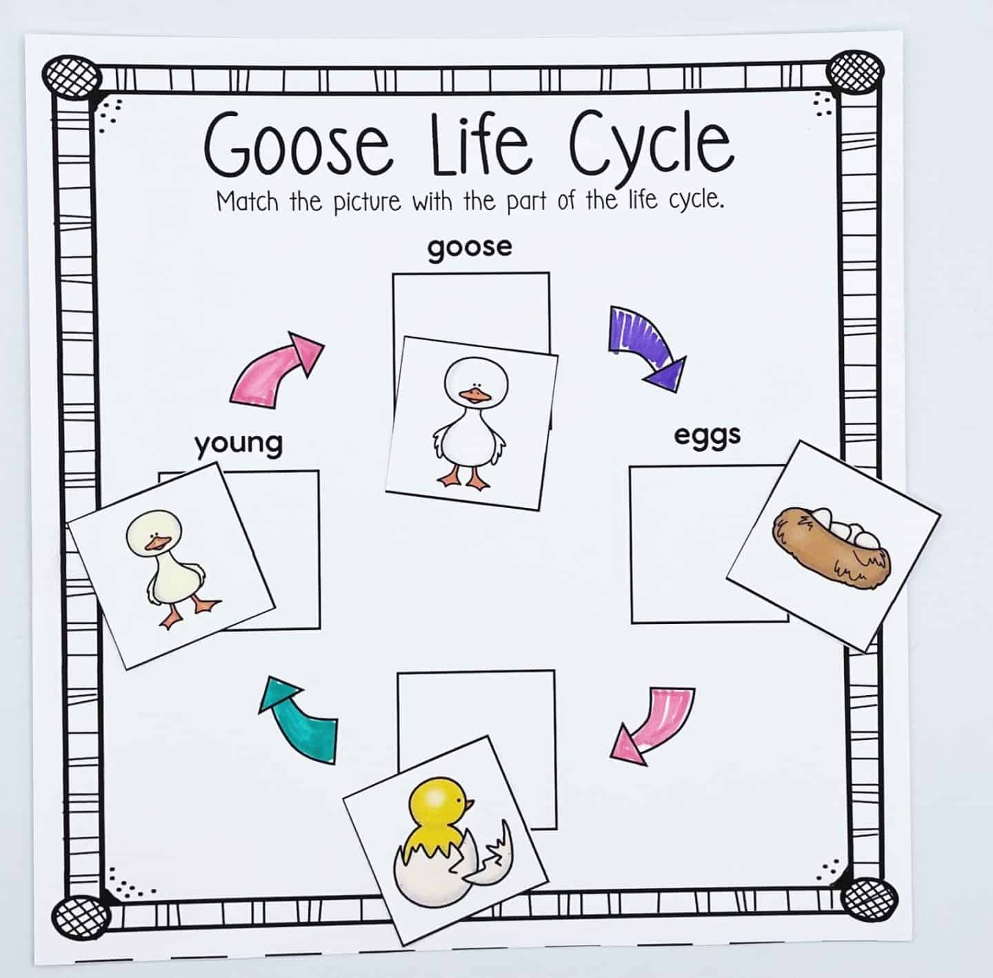 Goose life cycle matching worksheet with labeled stages—goose, eggs, young—and cut-out pictures to place in order.