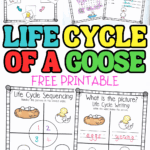 Free life cycle of a goose worksheet with sequencing, matching, and word games for kids.