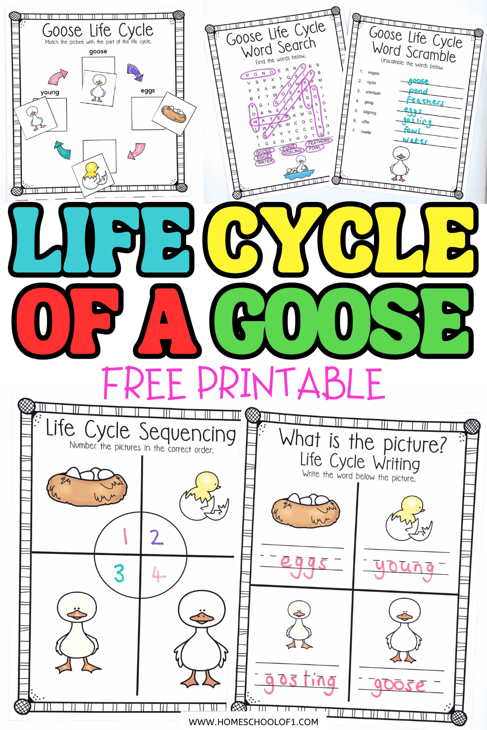 Free life cycle of a goose worksheet with sequencing, matching, and word games for kids.