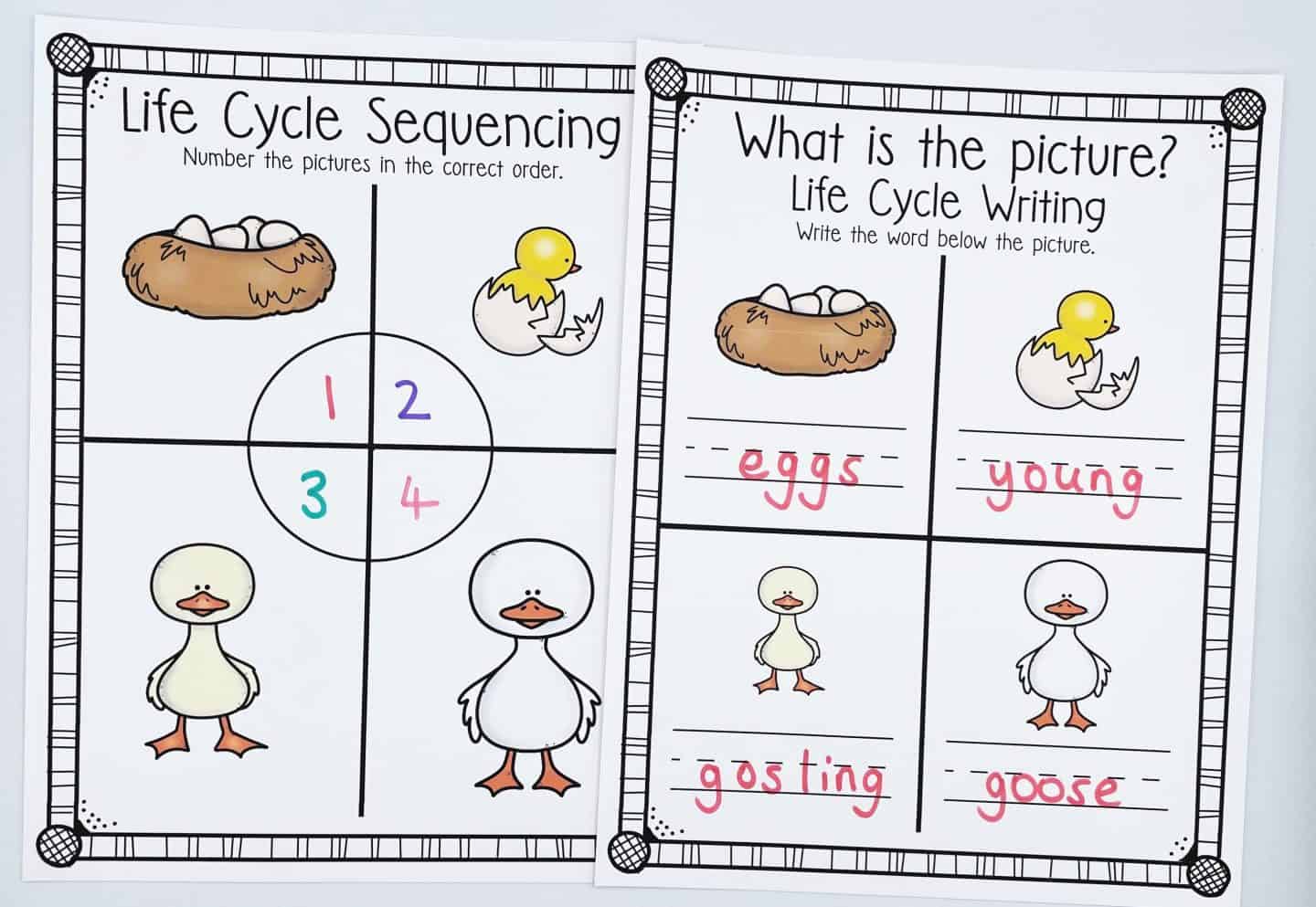 Two goose life cycle worksheets—one for sequencing images of eggs to adult goose, and one for labeling life stages with handwriting practice.