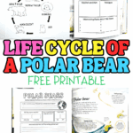 Printable polar bear life cycle worksheets showing the stages from cub to adult bear, with research and writing activities for kids.