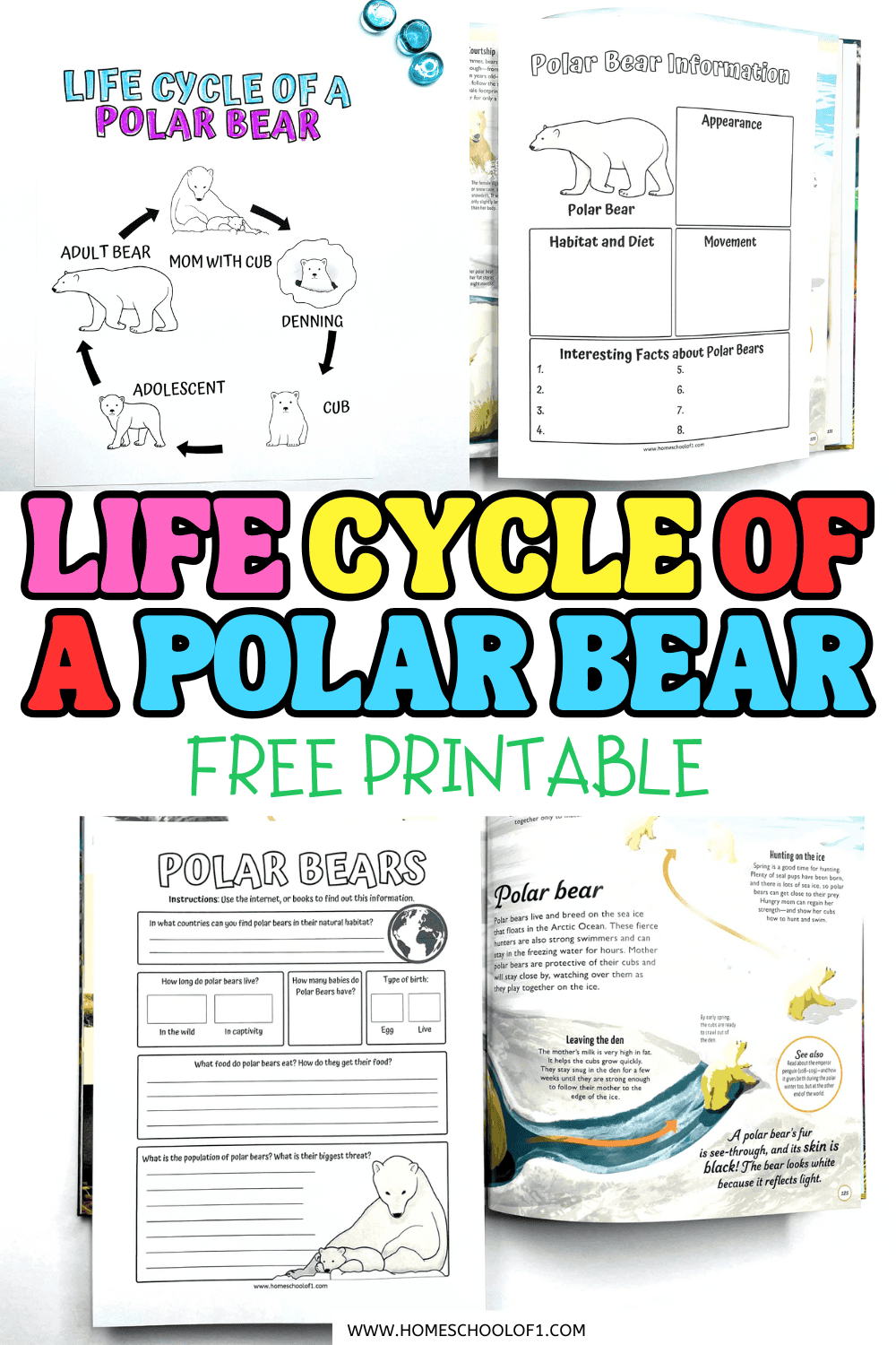 Printable polar bear life cycle worksheets showing the stages from cub to adult bear, with research and writing activities for kids.