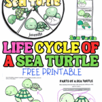 Free printable life cycle of a sea turtle worksheet for kids featuring coloring, labeling, and cut-and-paste activities to learn each stage from egg to adult.