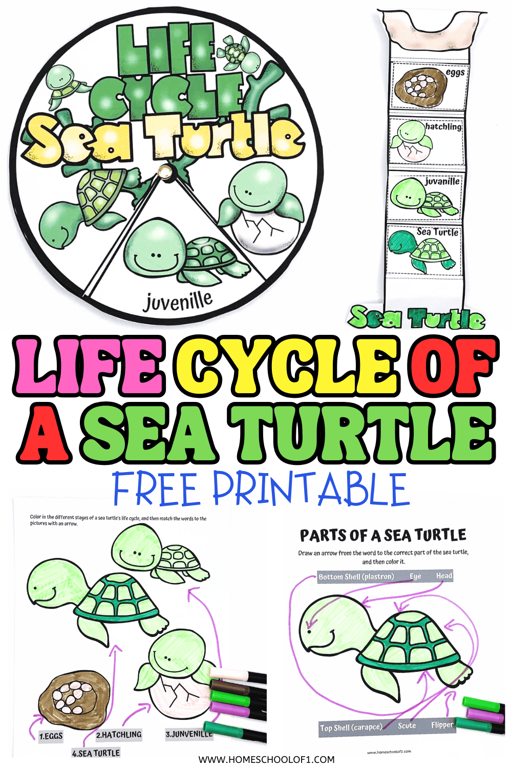 Free printable life cycle of a sea turtle worksheet for kids featuring coloring, labeling, and cut-and-paste activities to learn each stage from egg to adult.