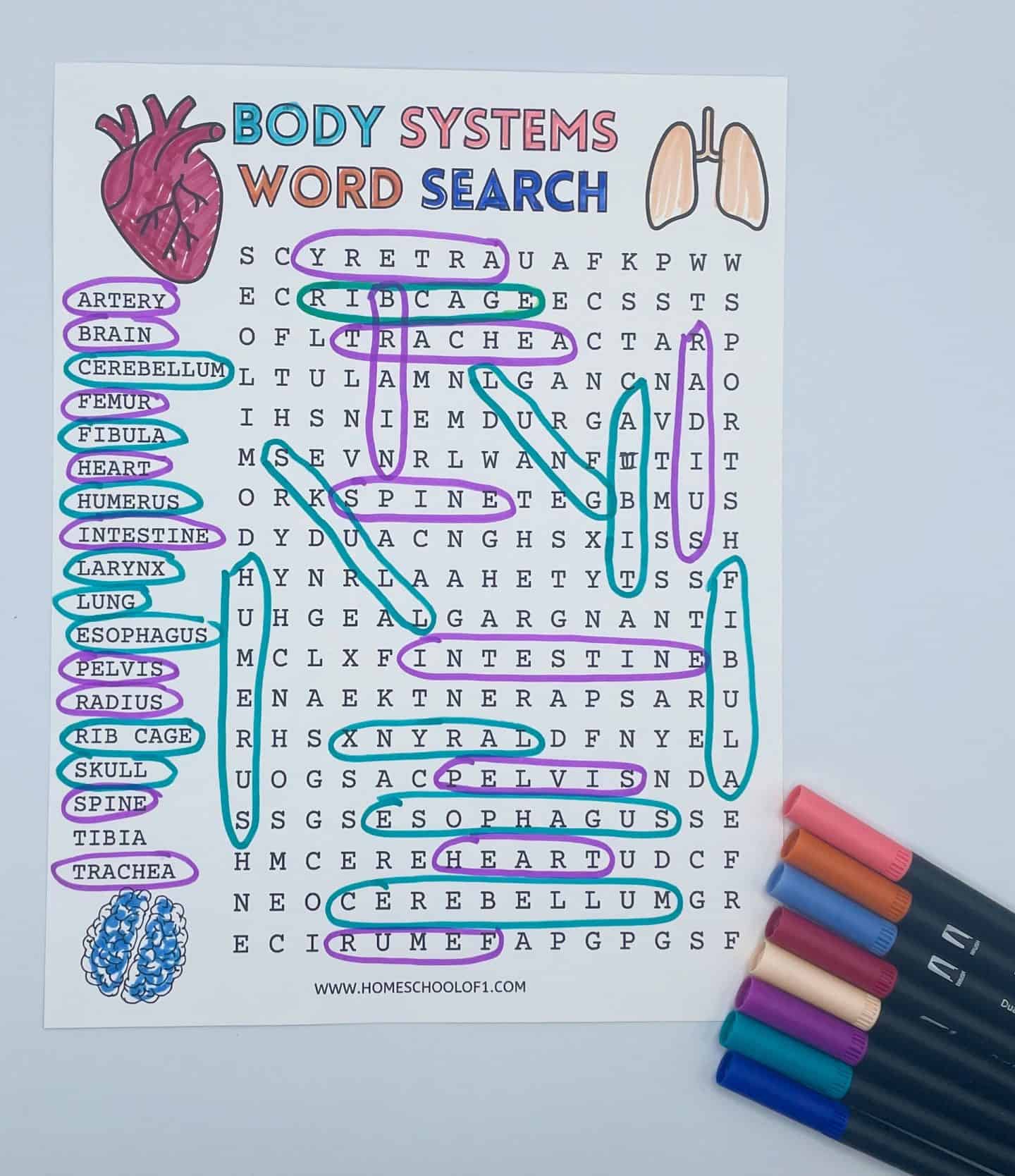 A printable "Body Systems Word Search" activity with anatomical terms like “artery,” “cerebellum,” “trachea,” and “skull” listed on the left and highlighted in a grid using purple and blue markers. The puzzle features colorful markers beside it, and playful illustrations of a heart and lungs above the title.