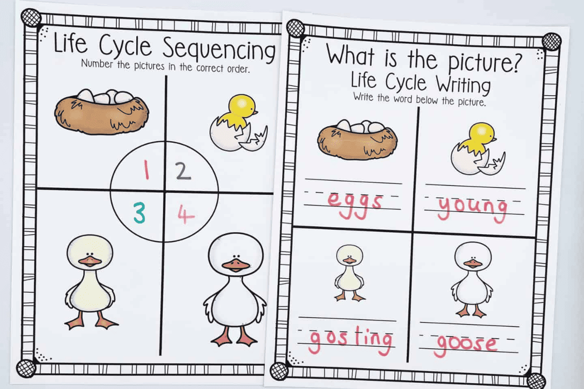 Goose life cycle worksheets with sequencing and writing tasks, showing labeled stages like eggs, gosling, young, and goose.
