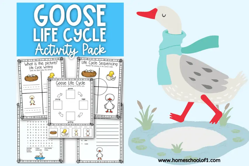 Life Cycle of a Goose Worksheet (free printable)