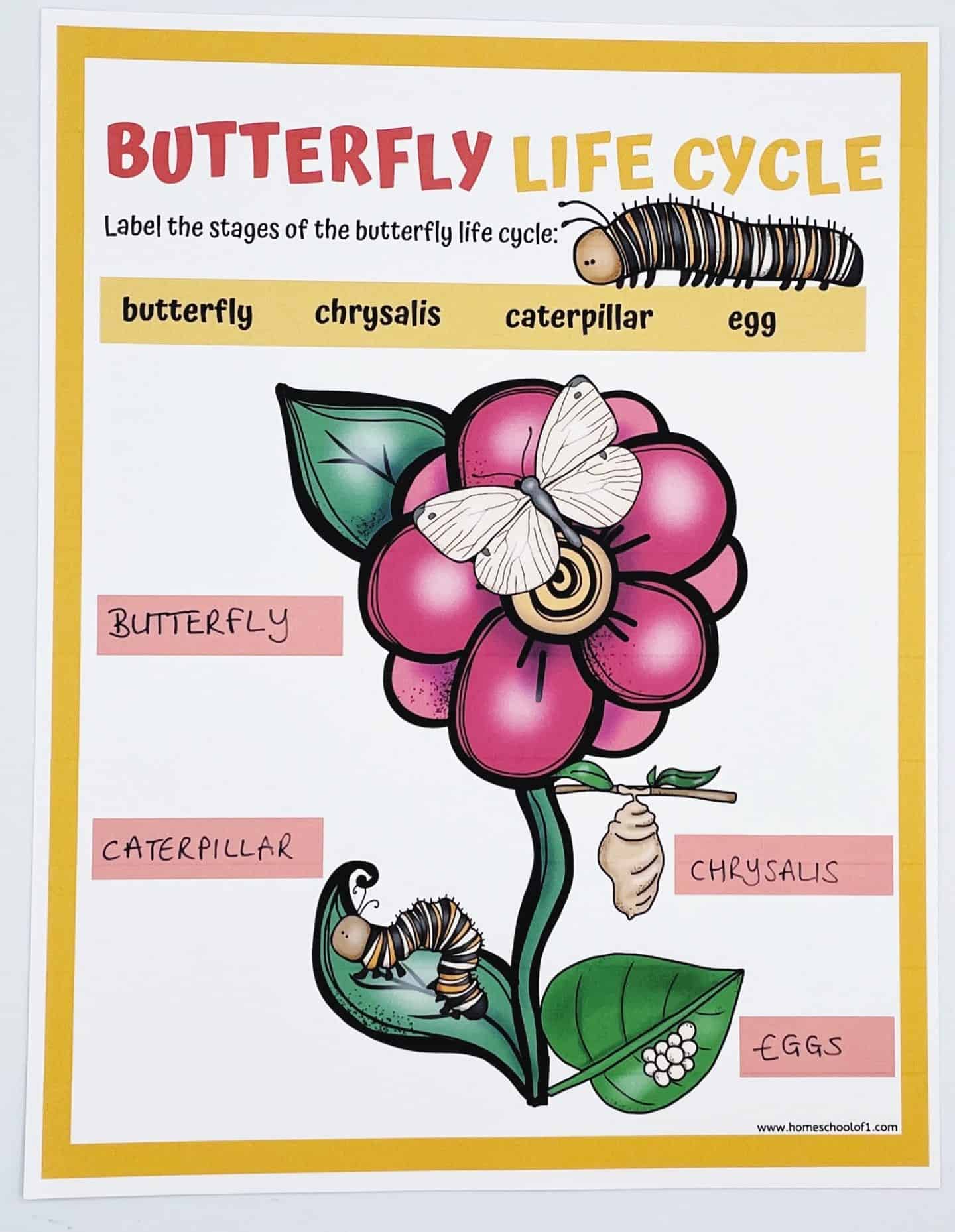 A colorful butterfly life cycle worksheet for kids featuring a large pink flower with illustrated stages of the butterfly life cycle labeled: egg, caterpillar, chrysalis, and butterfly. Each stage is marked with a corresponding word card, and a cartoon caterpillar and butterfly are shown alongside the flower. The design is bordered in yellow and labeled “Butterfly Life Cycle” at the top.