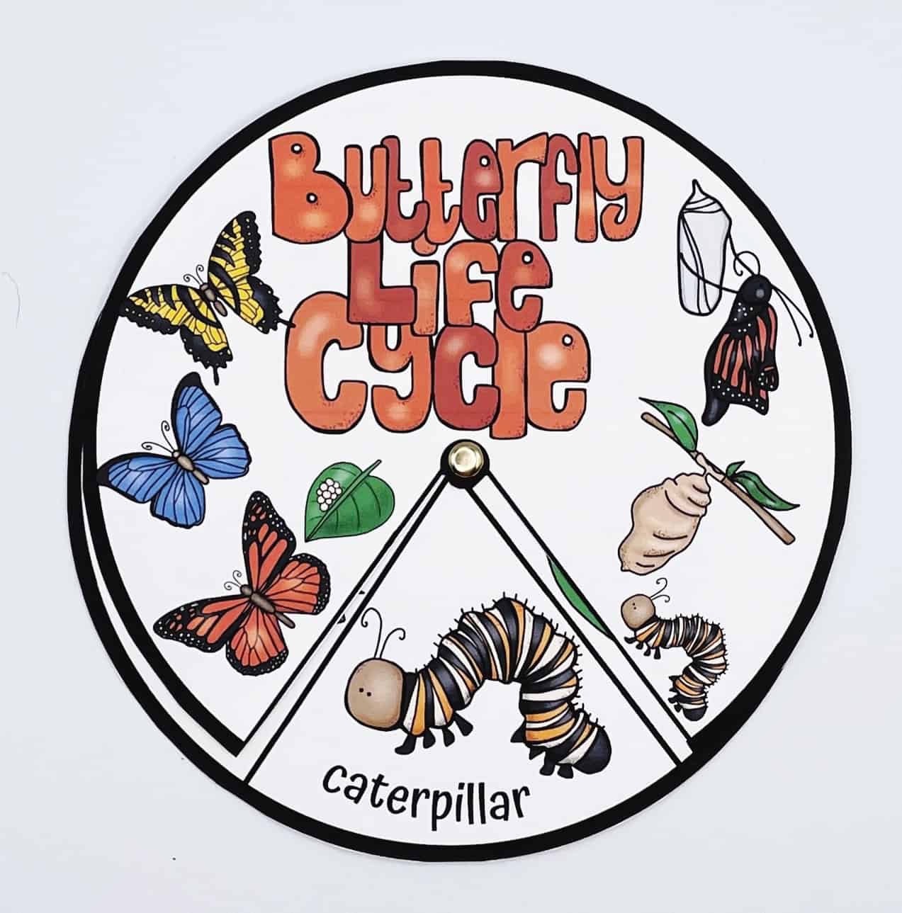 A circular, interactive “Butterfly Life Cycle” spinner for kids, displaying the stages of a butterfly’s development with colorful illustrations of a caterpillar, chrysalis, emerging butterfly, and adult butterflies. The word “caterpillar” is highlighted at the bottom, and the wheel includes movable arrows for hands-on learning.