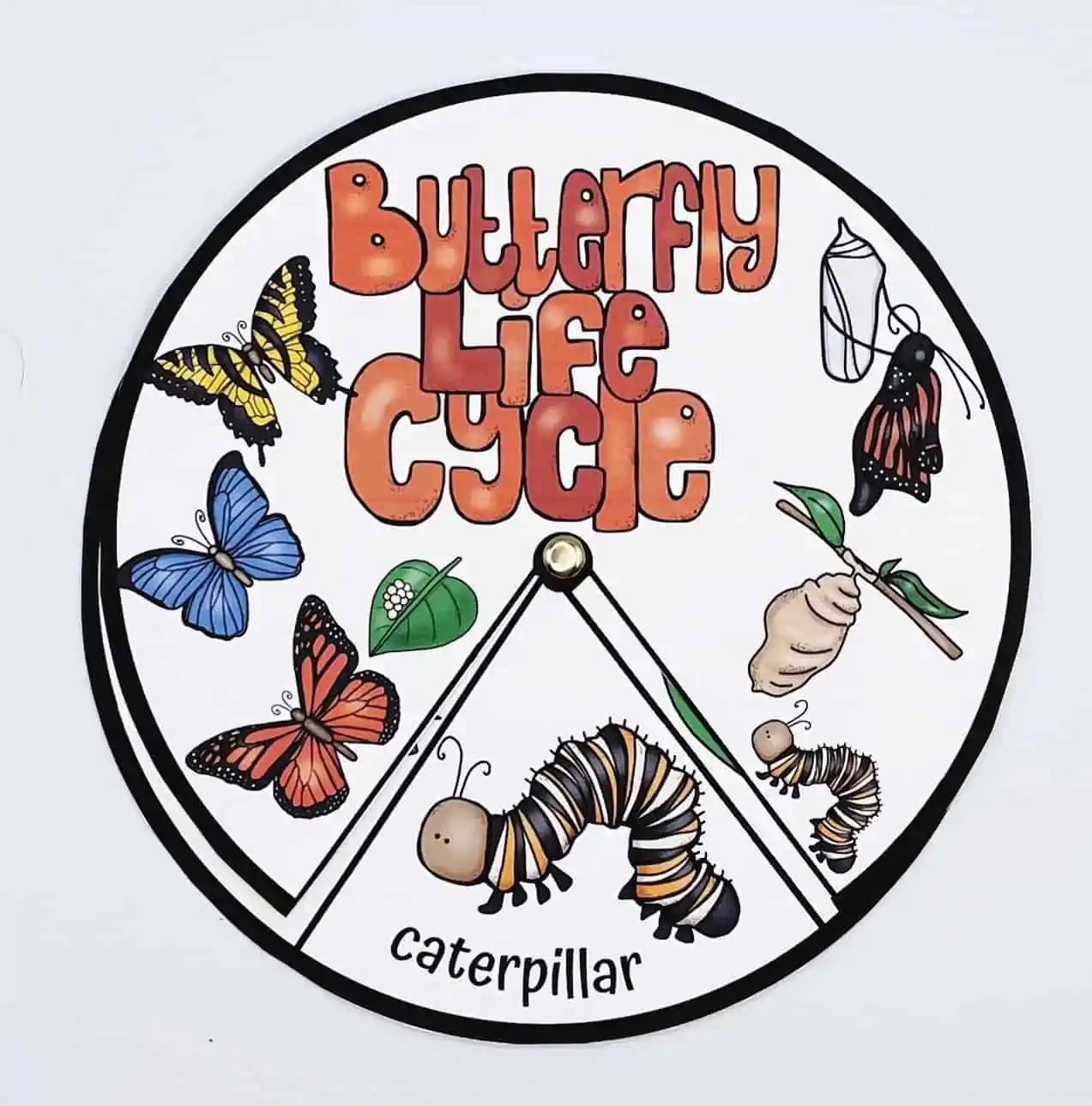 life cycle of a butterfly