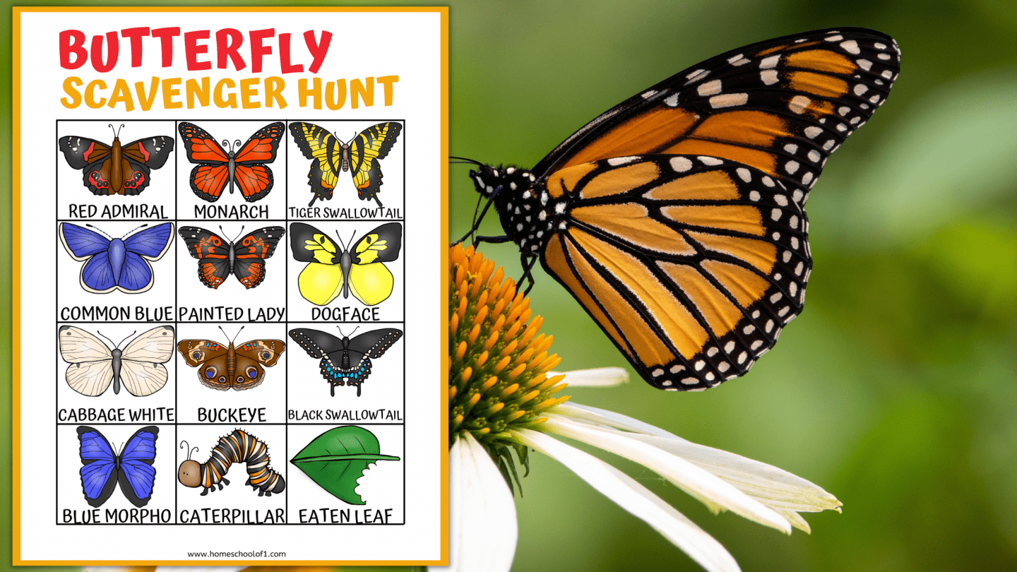 butterfly scavenger hunt