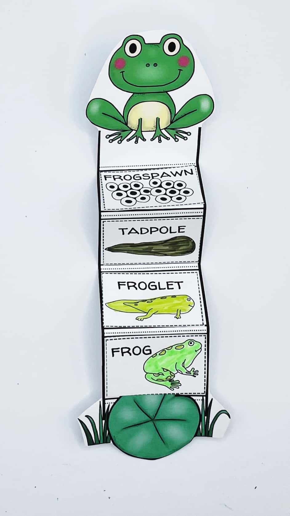 Completed frog life cycle activity with frog illustration at the top and stages (frogs spawn, tadpole, froglet, frog) stacked below in boxes.
