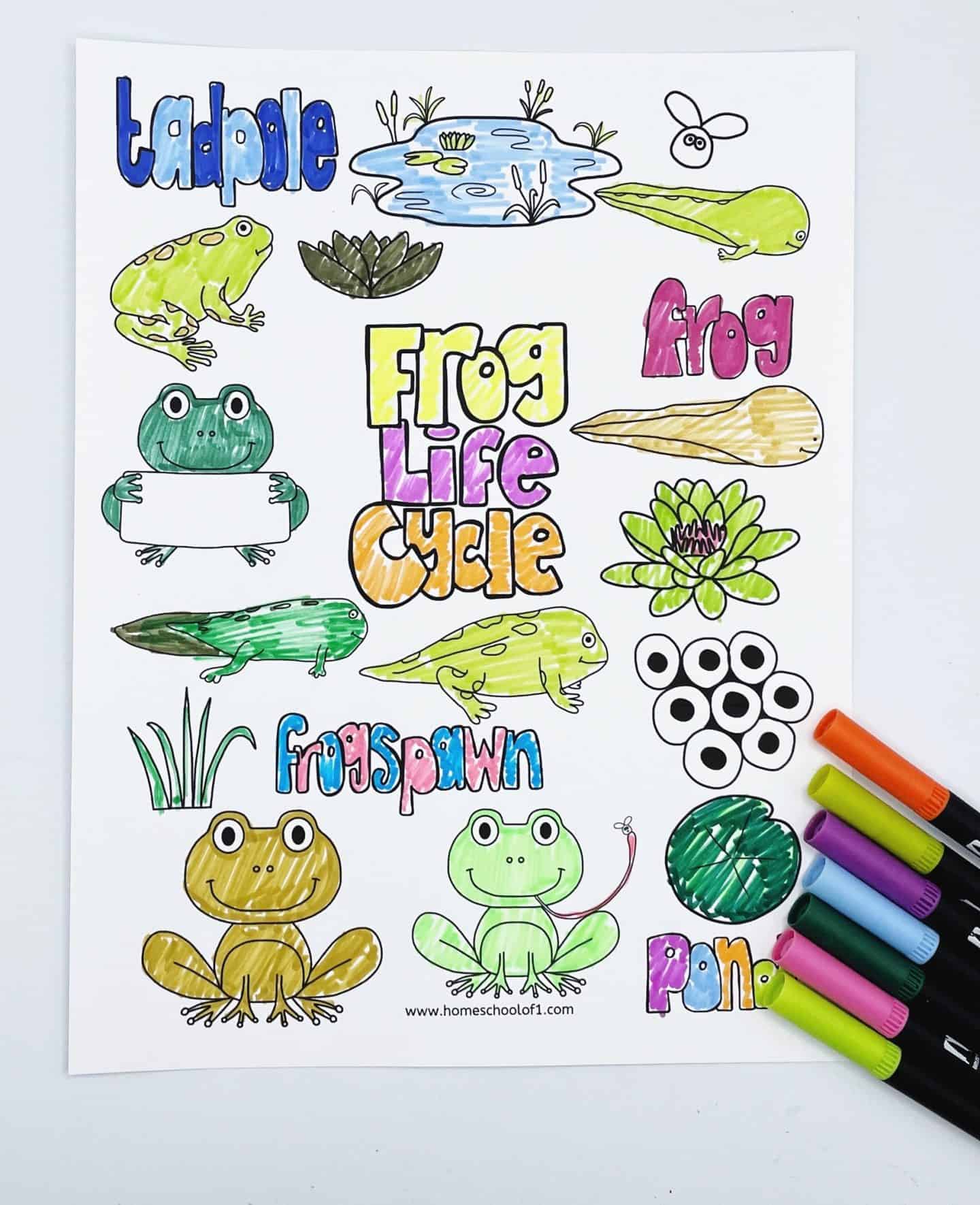 Frog life cycle coloring sheet with images of tadpoles, frogs, frogspawn, a pond, and related stages of the frog life cycle, all colored with vibrant markers.