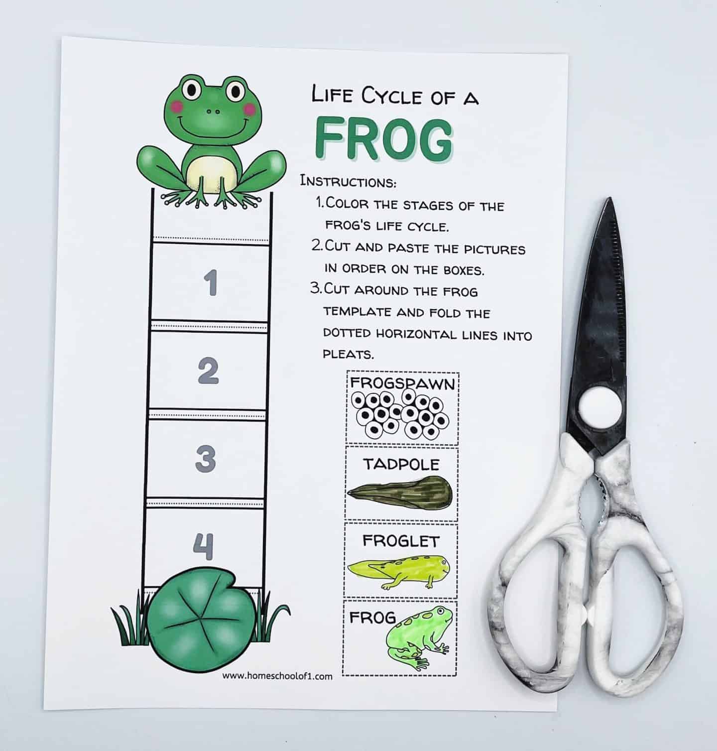 Life cycle of a frog worksheet with numbered stages for the frog's life cycle: frogspawn, tadpole, froglet, and frog, with instructions for coloring, cutting, and pasting the pictures in order. A pair of scissors is placed beside the worksheet.