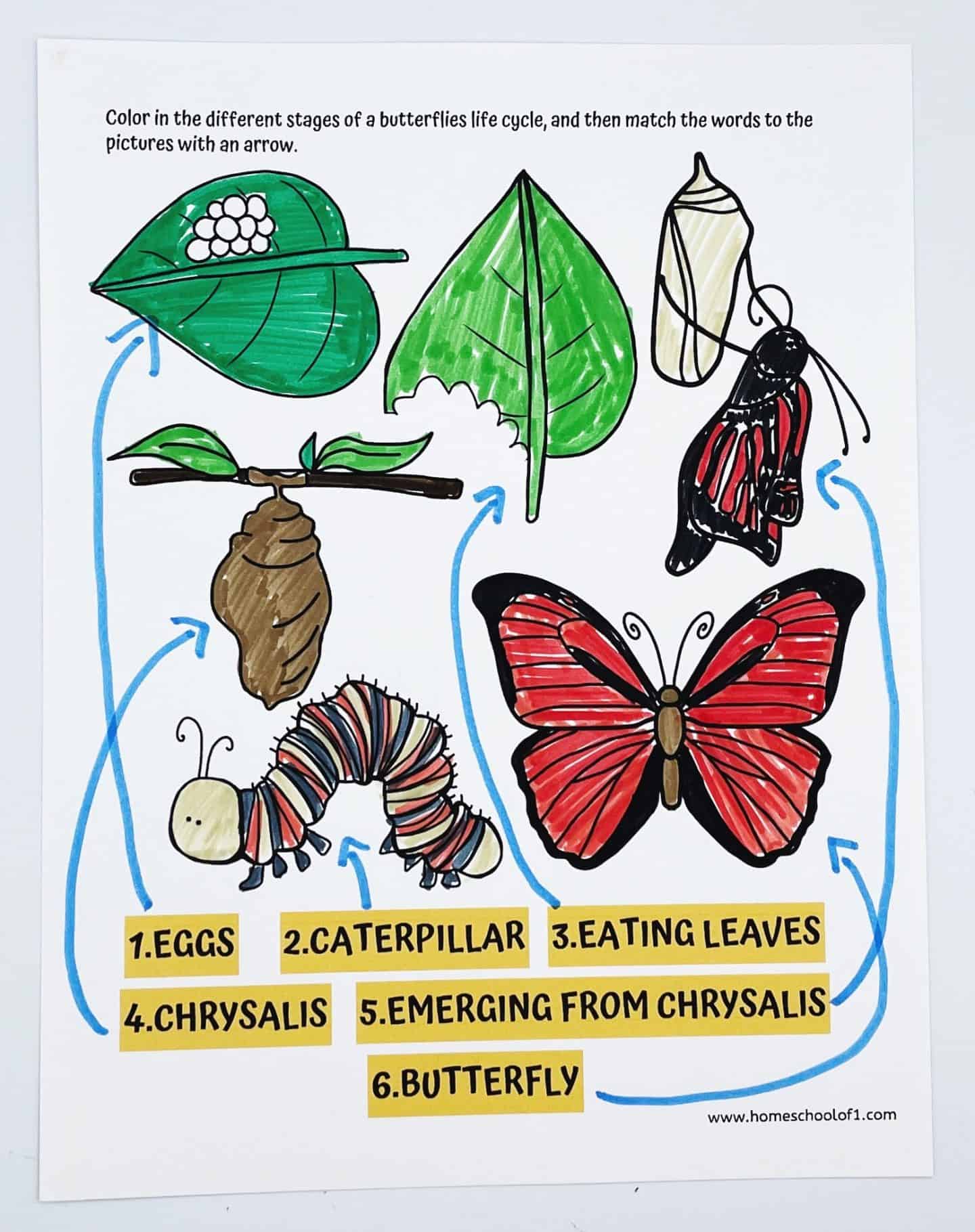Colorful butterfly life cycle worksheet showing six labeled stages: eggs, caterpillar, eating leaves, chrysalis, emerging from chrysalis, and butterfly. Each stage is illustrated with matching images and connected by blue arrows to represent the metamorphosis process.