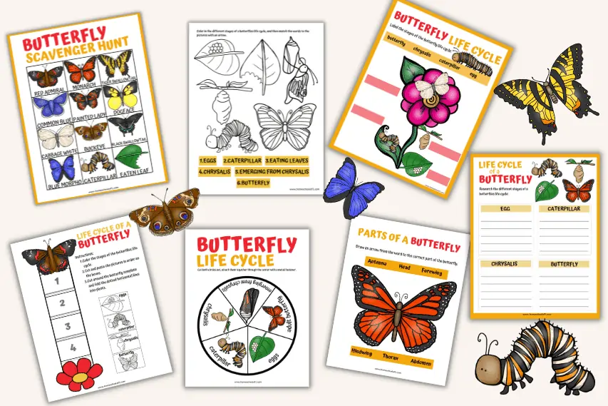 Life Cycle of a Butterfly Worksheets (7 free printables)
