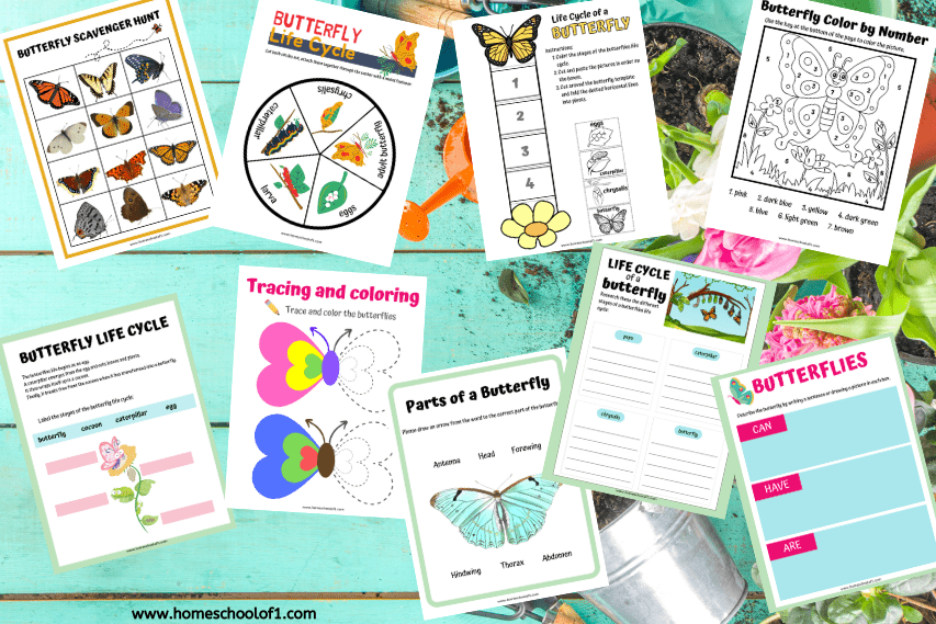 Life Cycle of a Butterfly 10 free - Life Cycle Of A Butterfly 