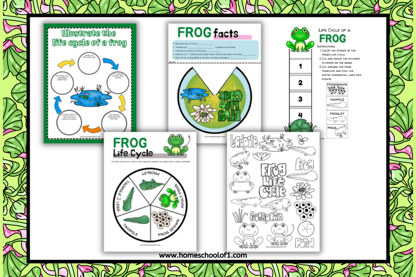 life cycle of a frog activities
