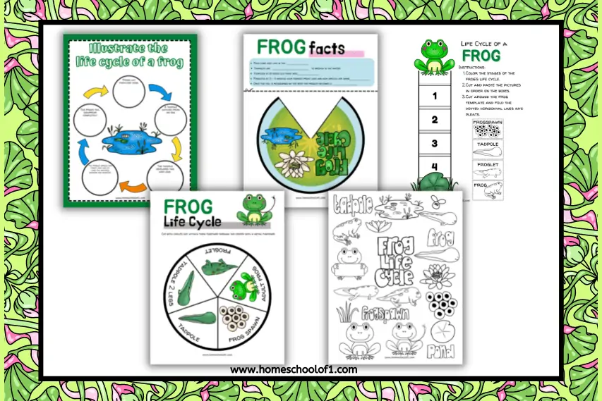 Life Cycle of a Frog Worksheet