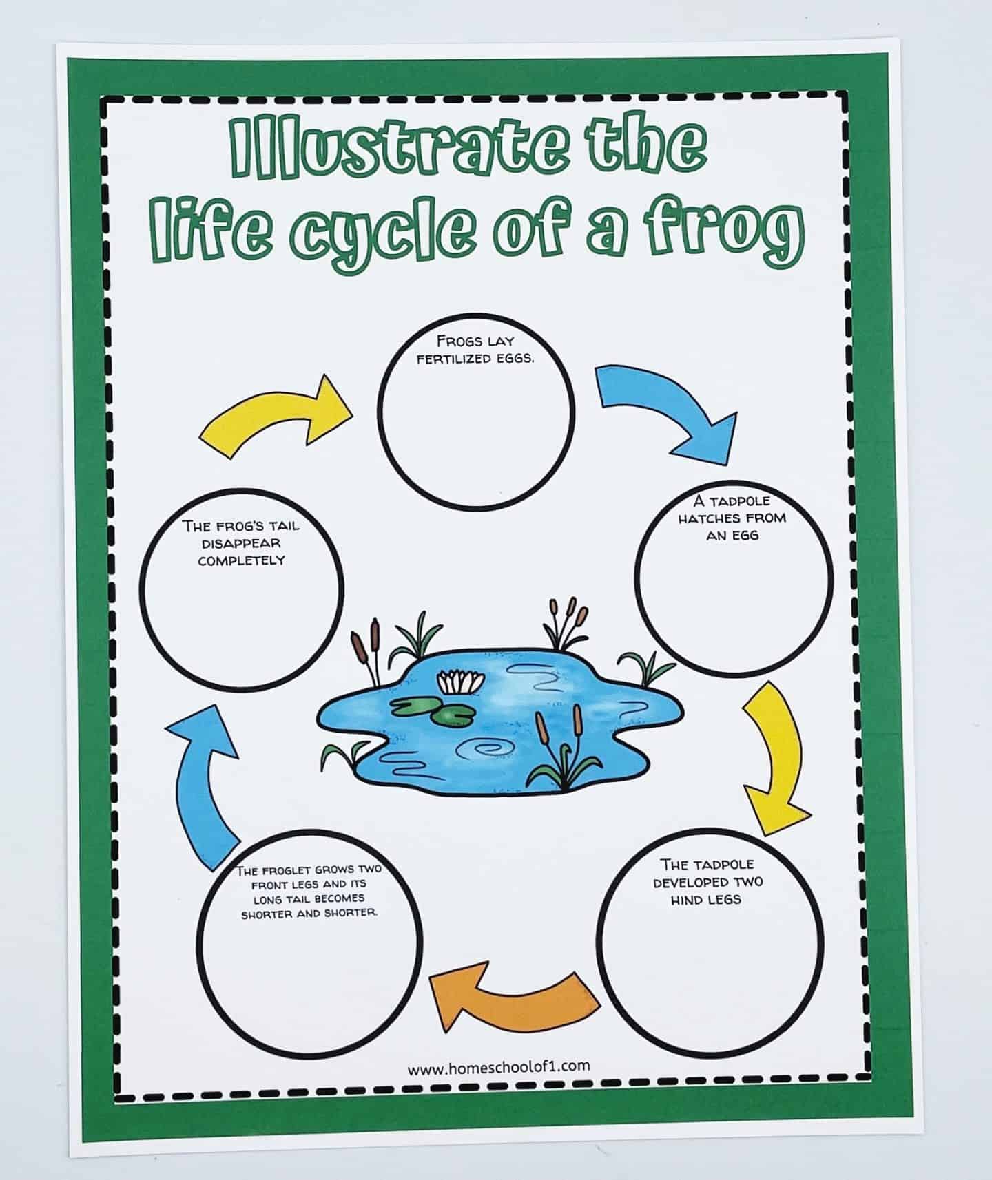 Illustration worksheet showing the life cycle of a frog with labeled stages: eggs, tadpole hatching, tadpole developing legs, froglet, frog, and frog's tail disappearing. The diagram is surrounded by arrows to indicate the flow of the life cycle.