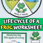 life cycle of a frog worksheet
