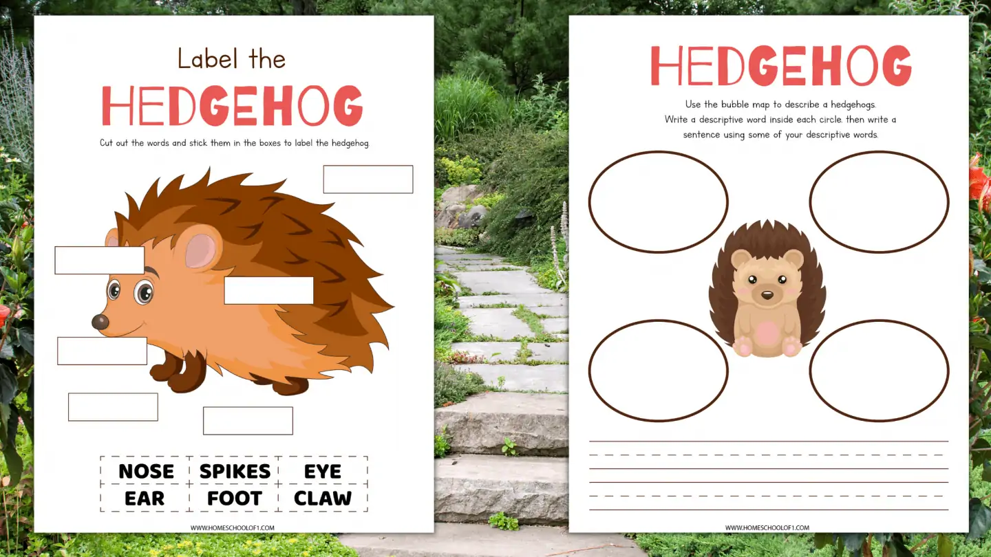 life cycle of a hedgehog grade 2
