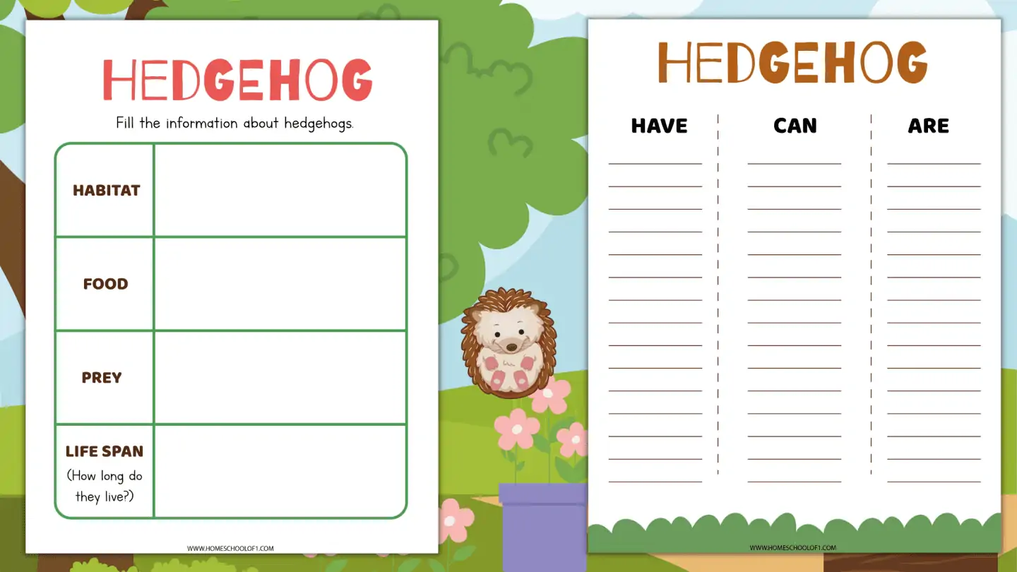 life cycle of a hedgehog grade 3
