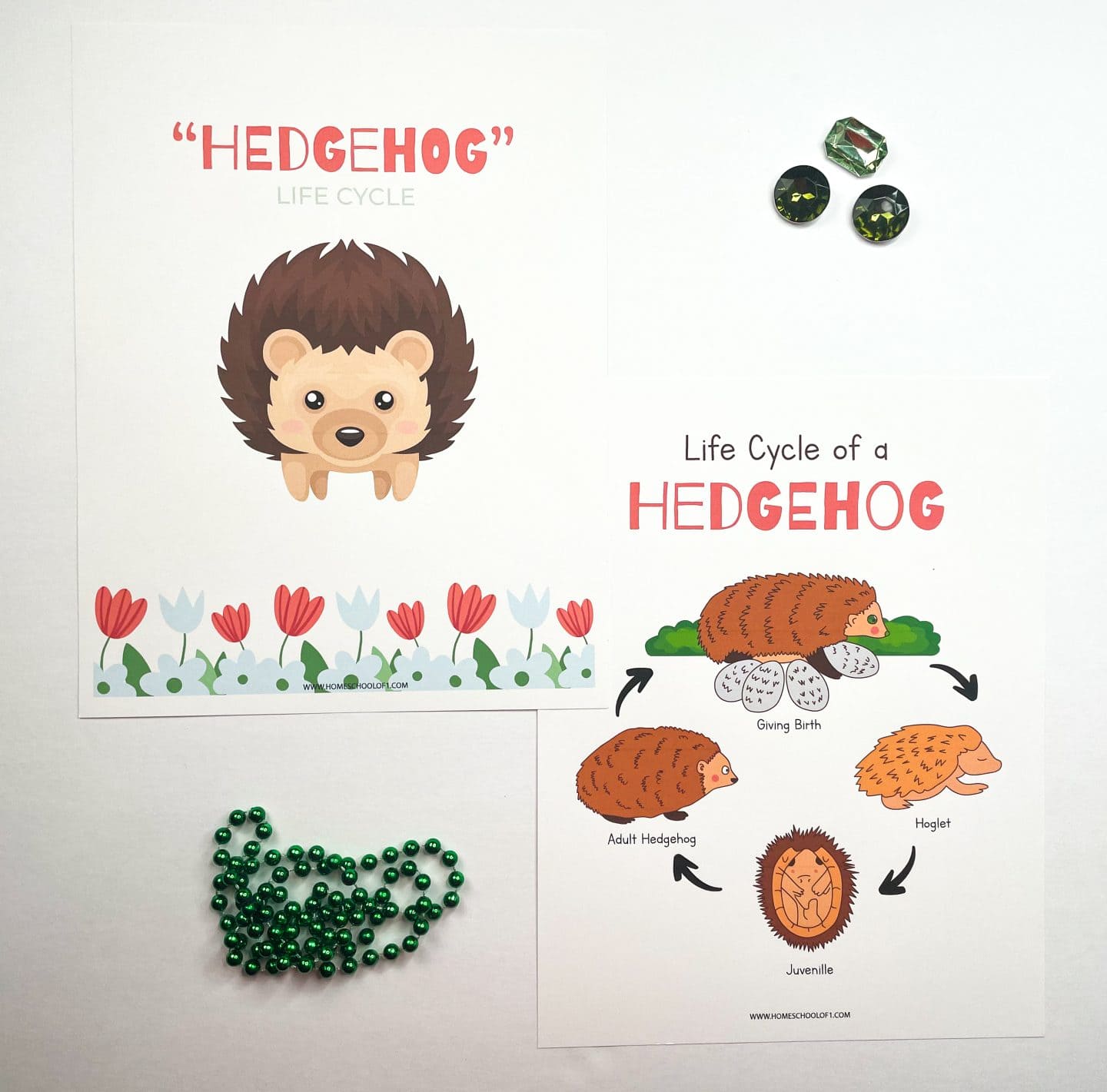 Two printable hedgehog life cycle worksheets with cute illustrations, surrounded by green beads and gem-like decorations.