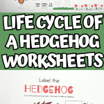 life cycle of a hedgehog worksheets