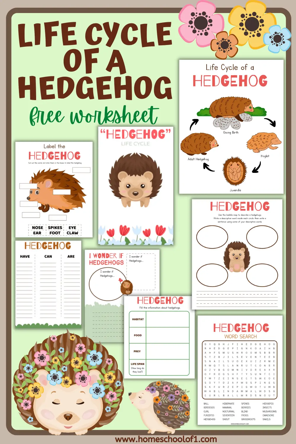 life cycle of a hedgehog