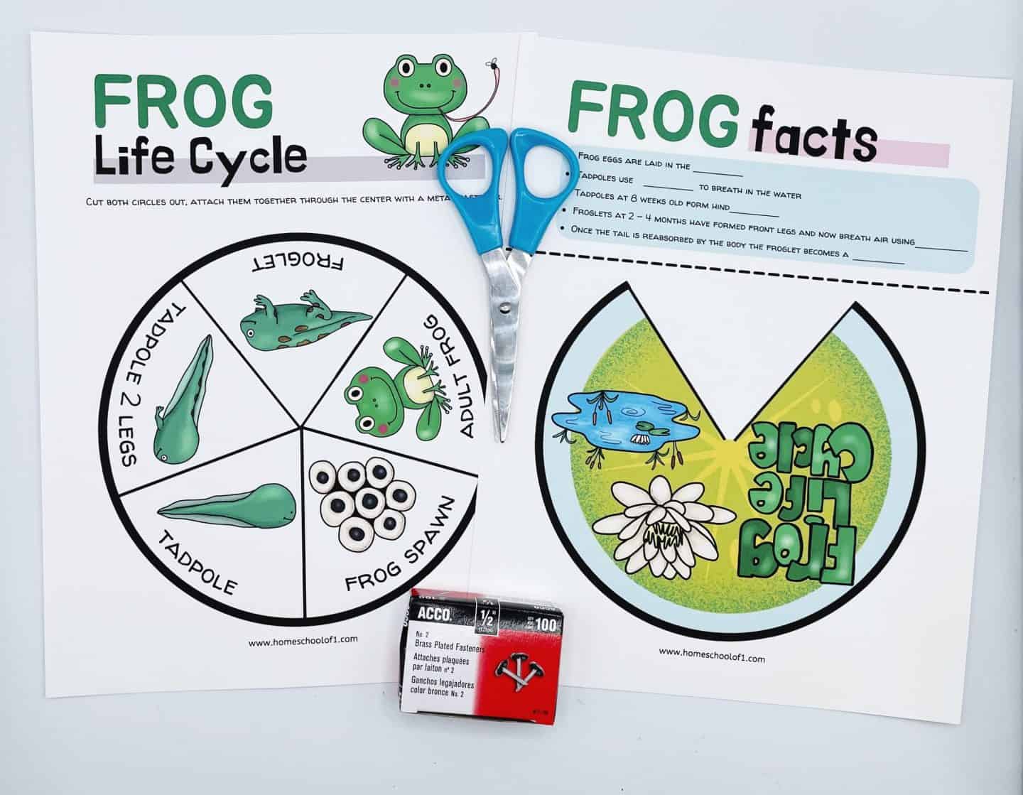 Frog life cycle printable activities with a circular frog life cycle diagram, frog facts worksheet, scissors, and fasteners for assembly.