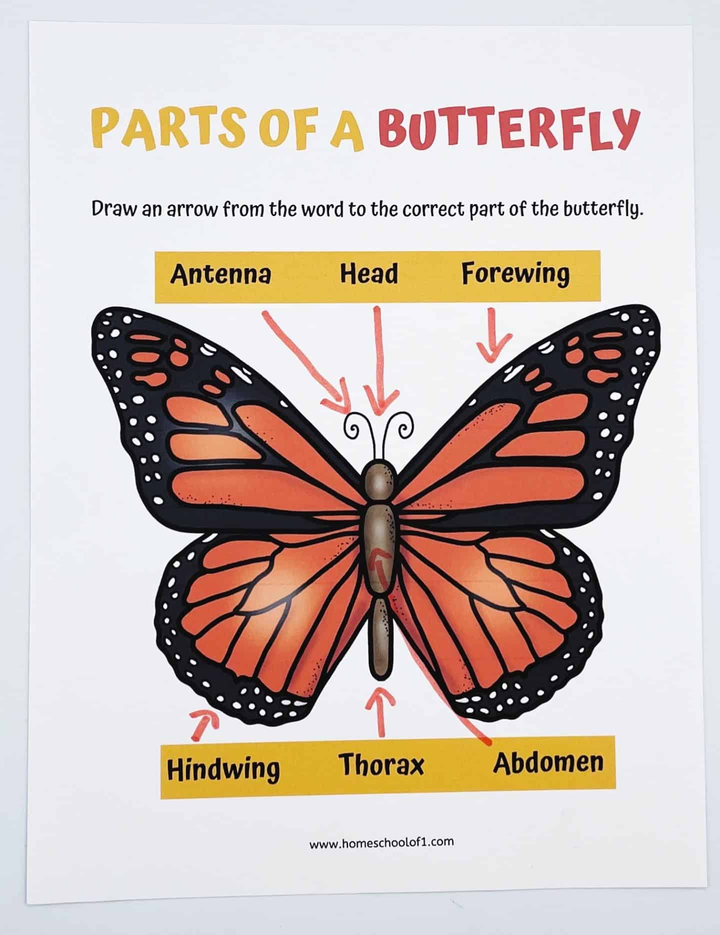 Educational worksheet titled “Parts of a Butterfly” featuring a labeled diagram of a monarch butterfly. Arrows connect the terms Antenna, Head, Forewing, Hindwing, Thorax, and Abdomen to their correct locations on the butterfly's body. The activity encourages kids to draw the arrows themselves to reinforce learning. The design is colorful and kid-friendly, with clear text and illustrations.

