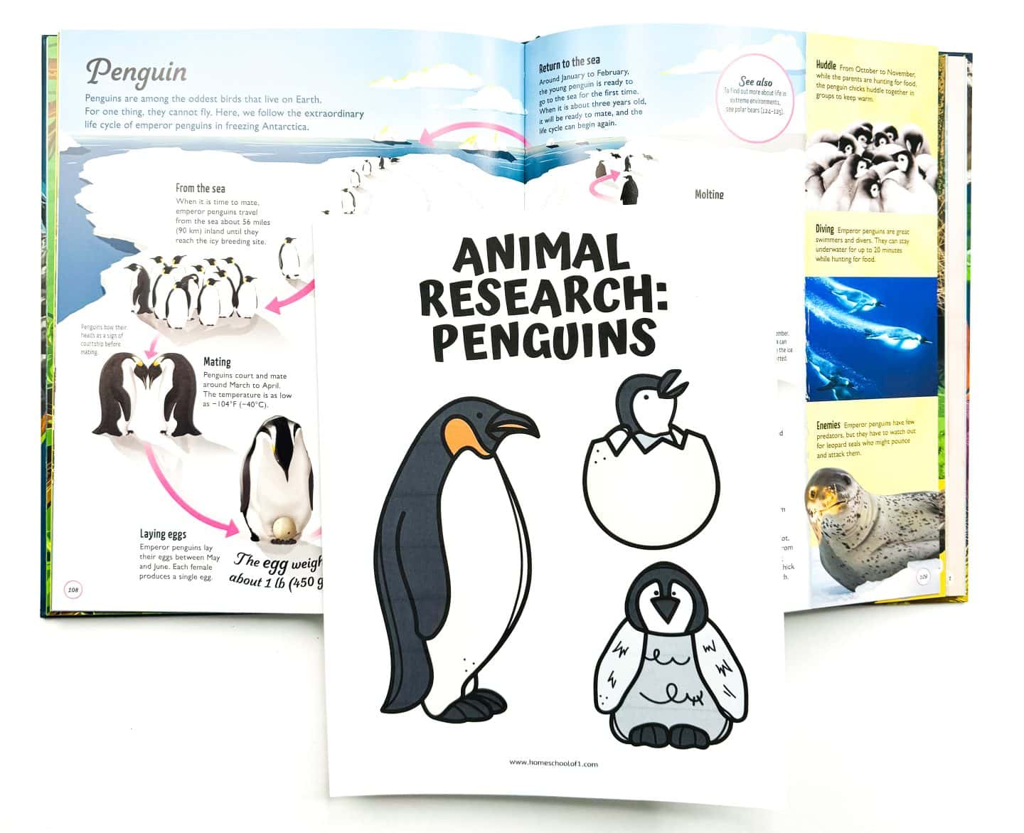 A childrens book open to pages featuring colorful illustrations and information about penguins. In front, a page titled Animal Research: Penguins shows outlined drawings of penguins with areas to color.
