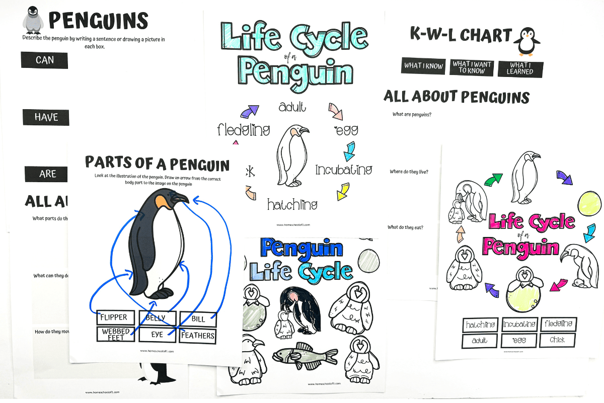 free printable life cycle of a penguin worksheets