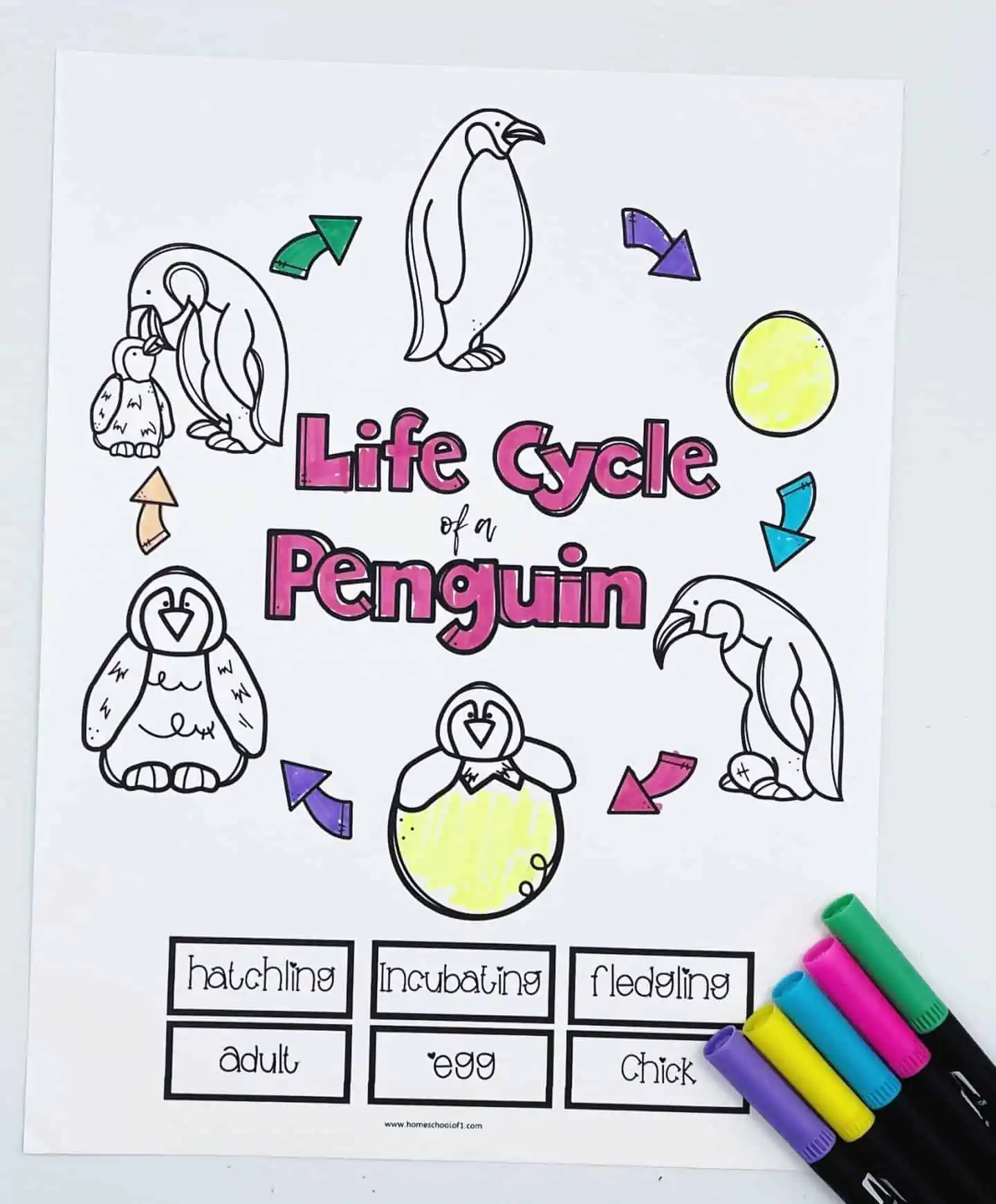 life cycle of a penguin with words and pictures