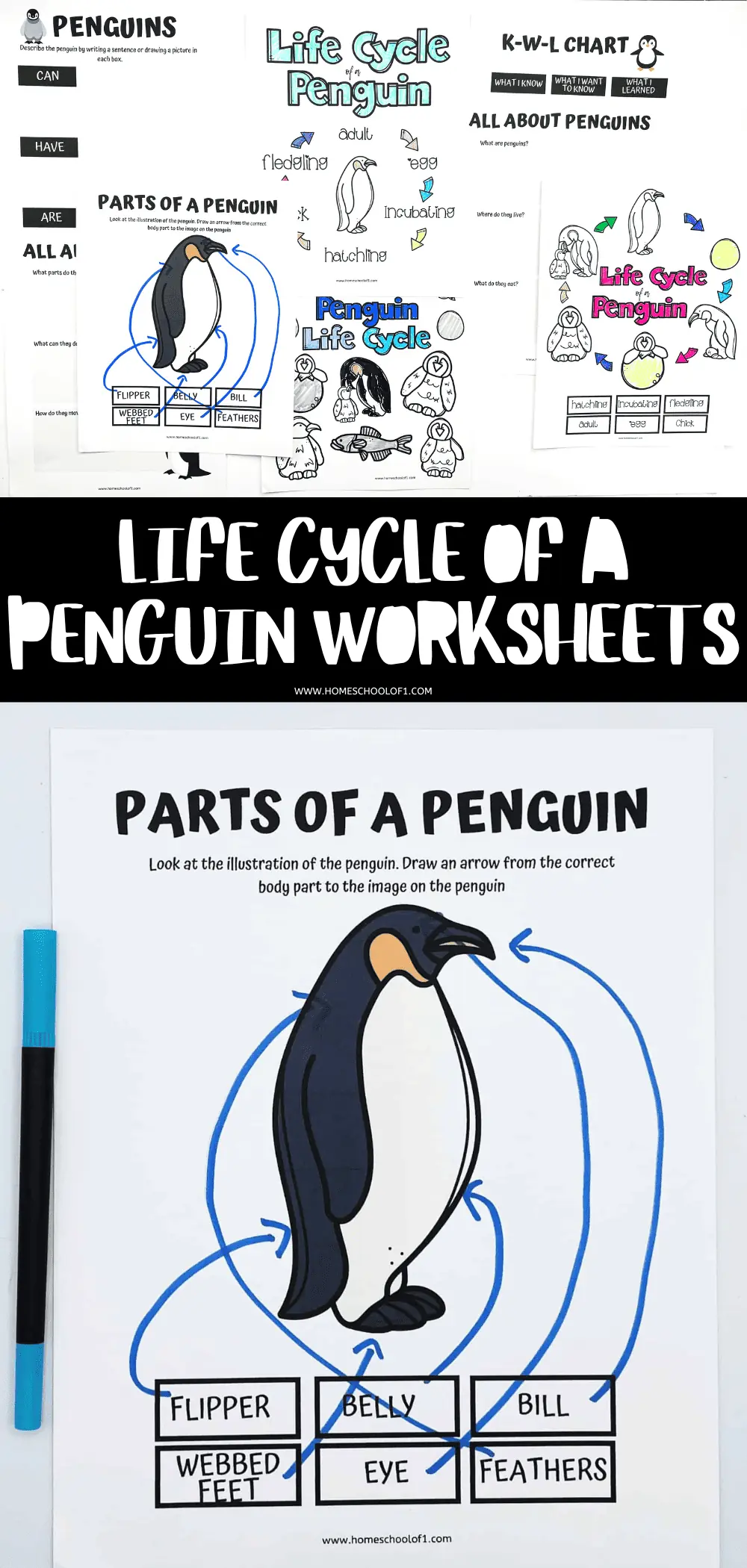 10 Free Life Cycle of a Penguin Worksheets