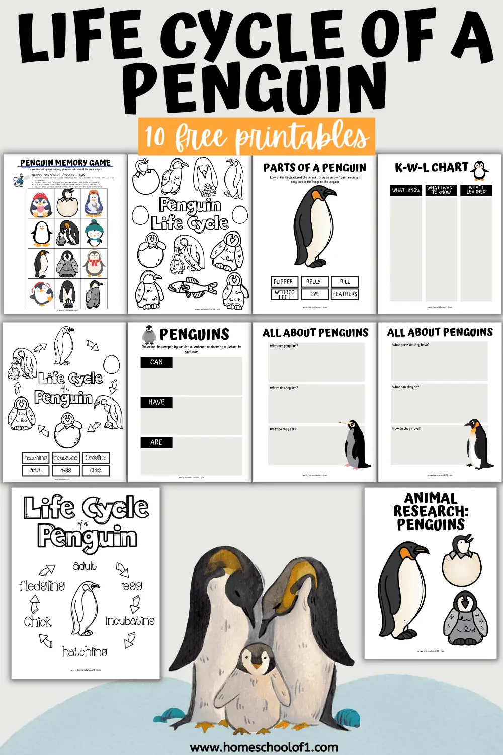 life cycle of a penguin worksheets