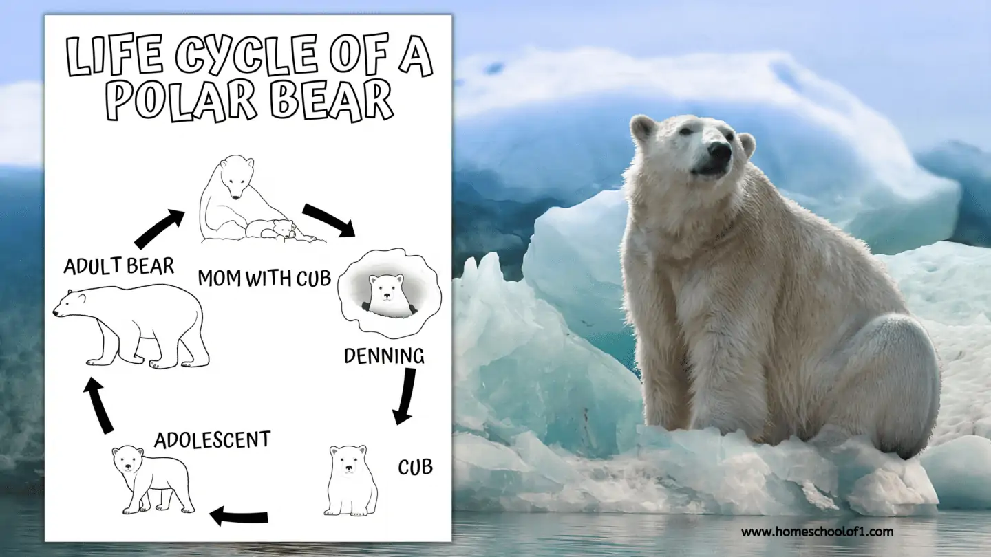 life cycle of a polar bear printable