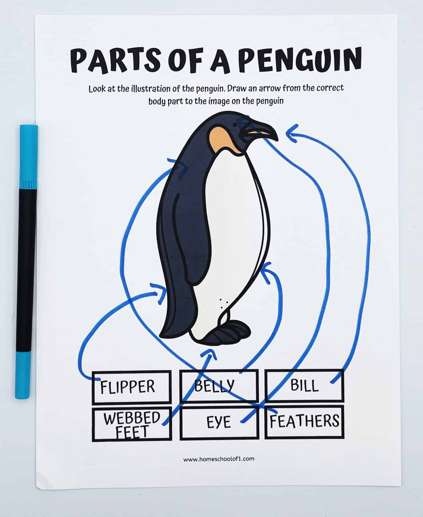 A worksheet titled Parts of a Penguin shows a penguin illustration with labeled body parts: flipper, belly, eye, webbed feet, bill, and feathers. Blue lines connect labels to parts on the penguin. A blue pen is placed beside the worksheet.
