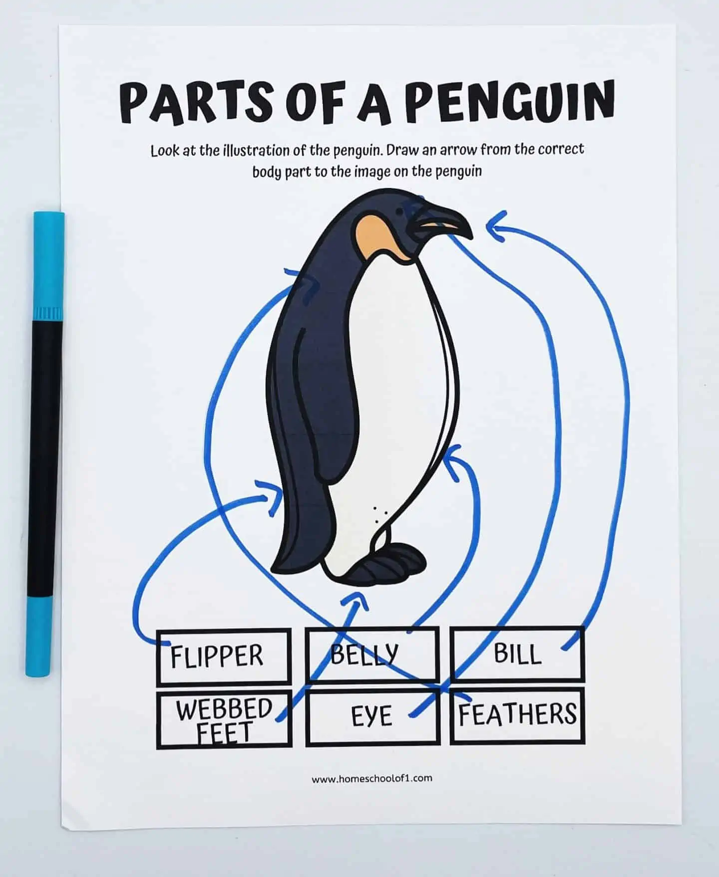 parts of a penguin