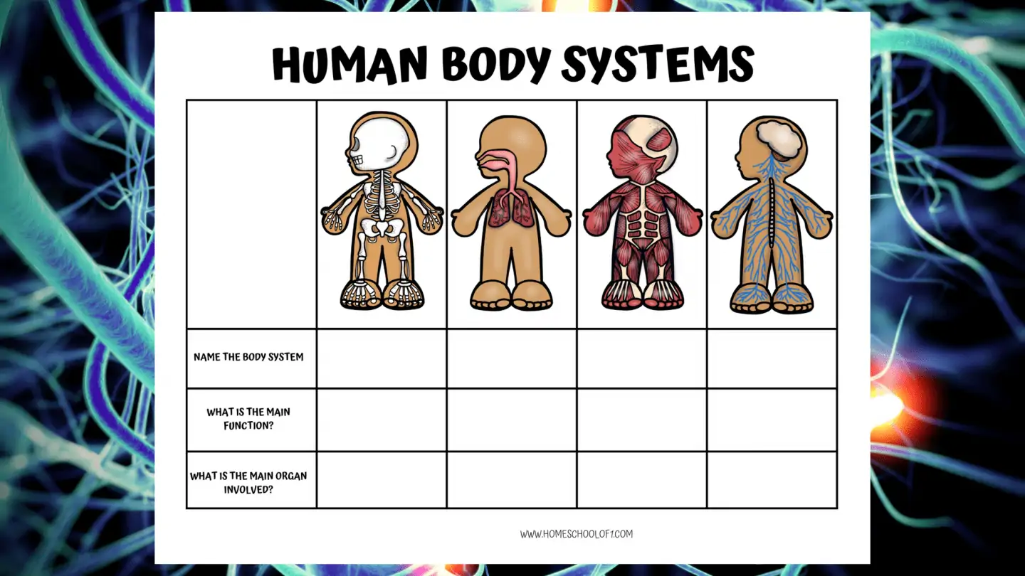 body systems worksheet middle school