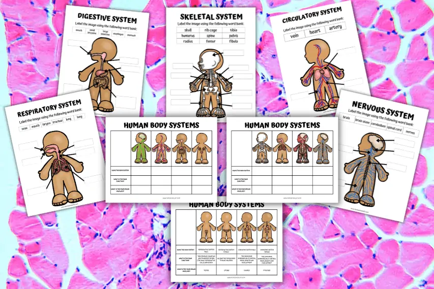 human body worksheets